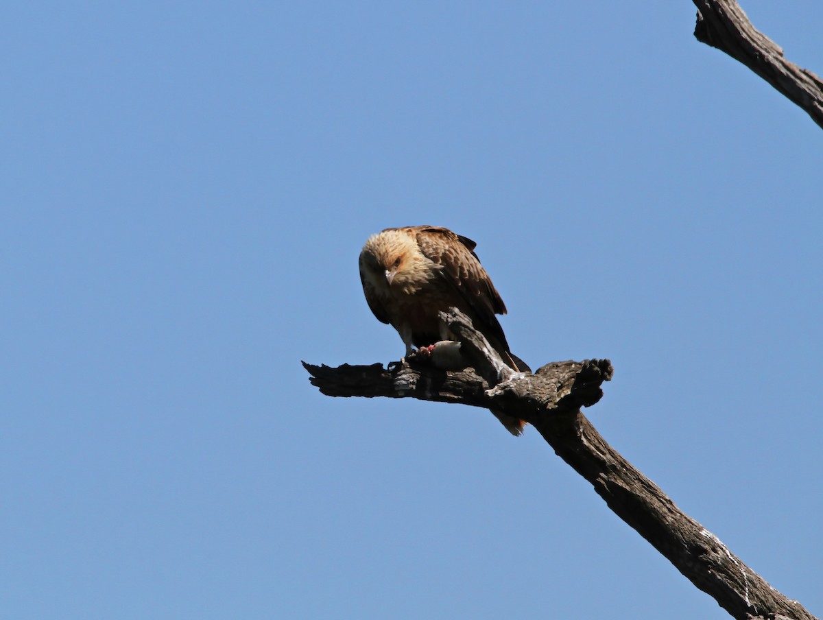 Whistling Kite - ML610686670