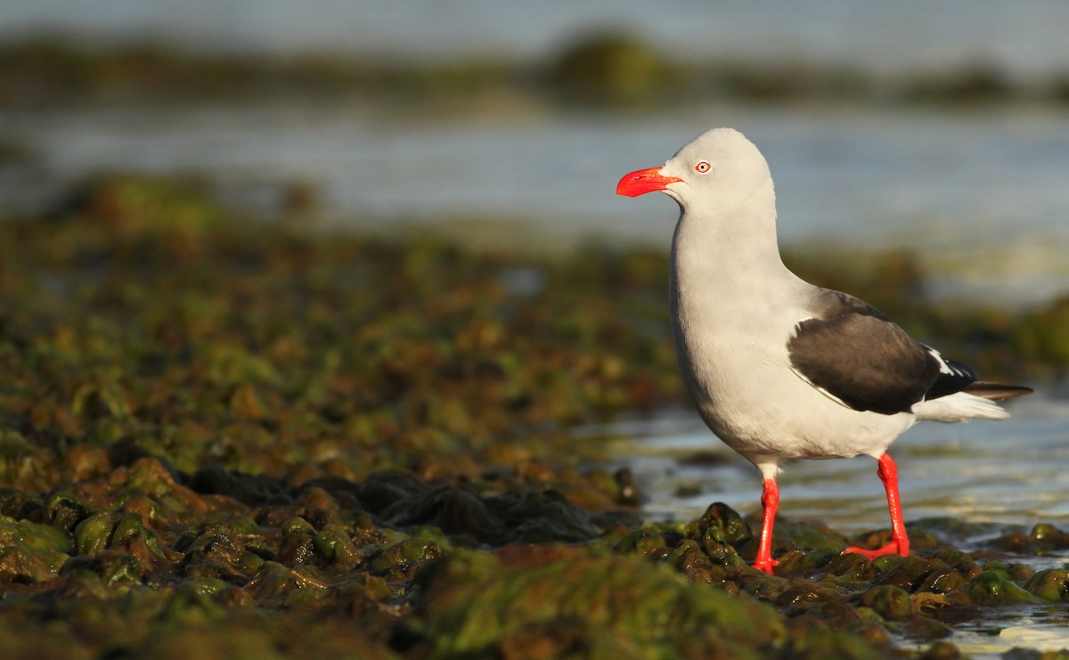 Dolphin Gull - ML61068671