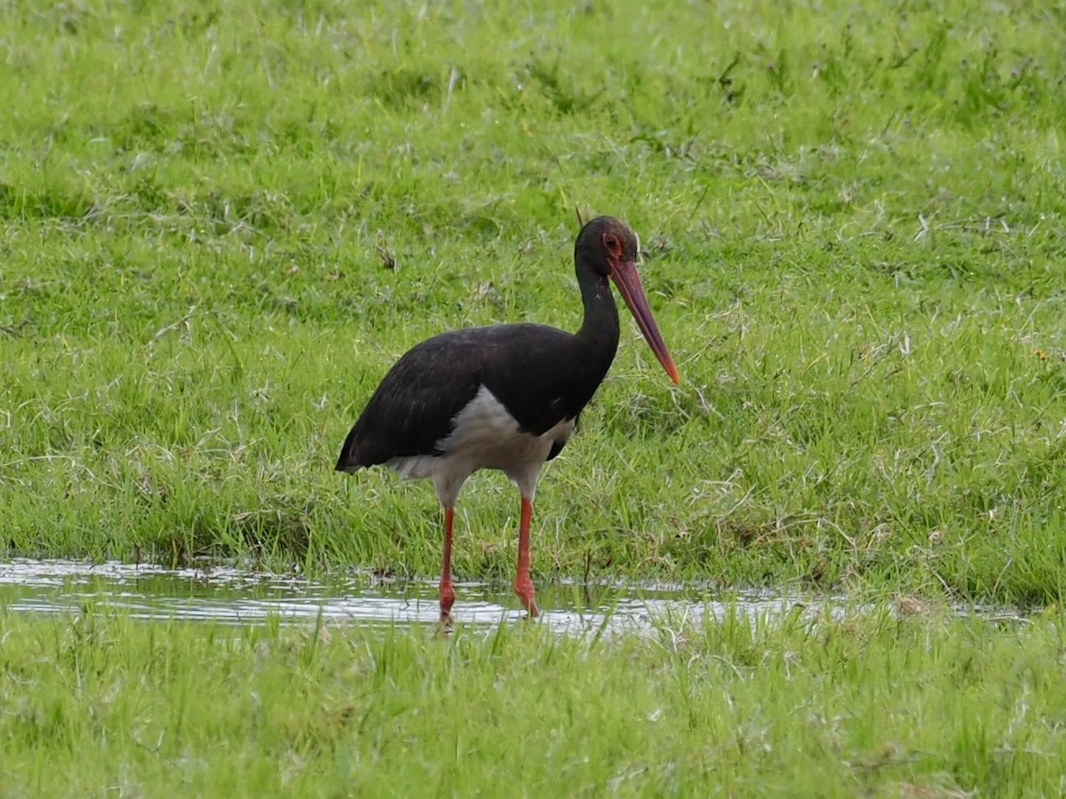 Cigogne noire - ML610686725