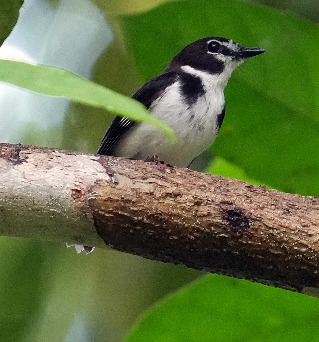 Black-sided Robin - ML610686750