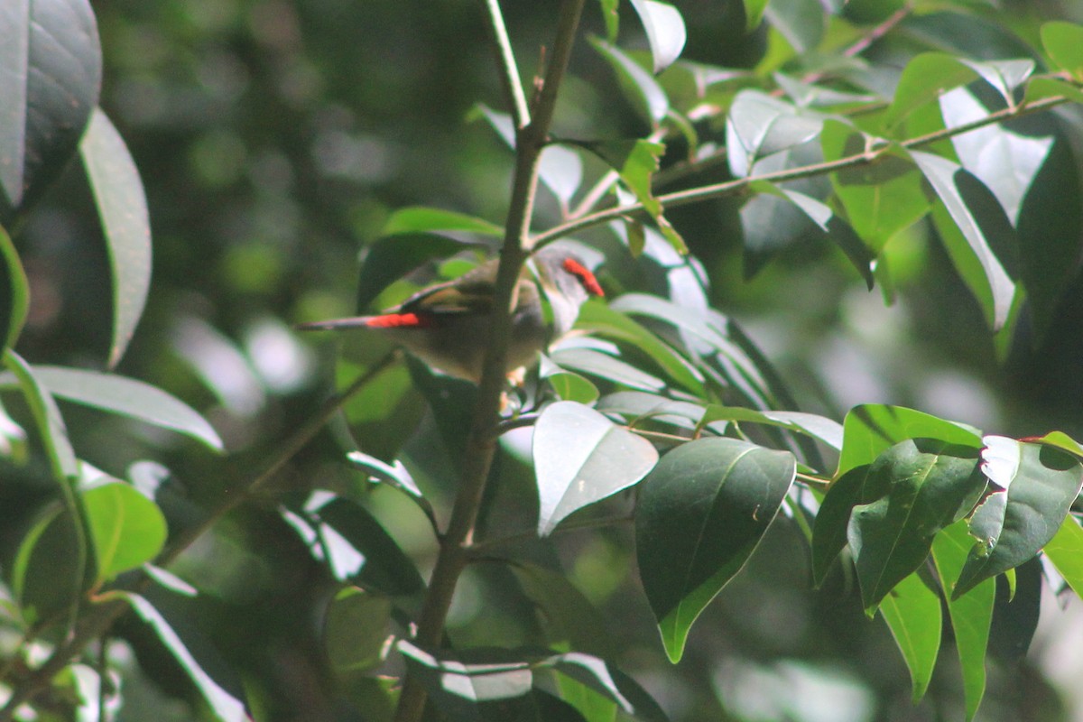 Red-browed Firetail - Steve  McIntosh