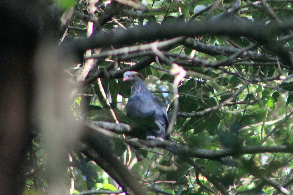 Topknot Pigeon - ML610686772