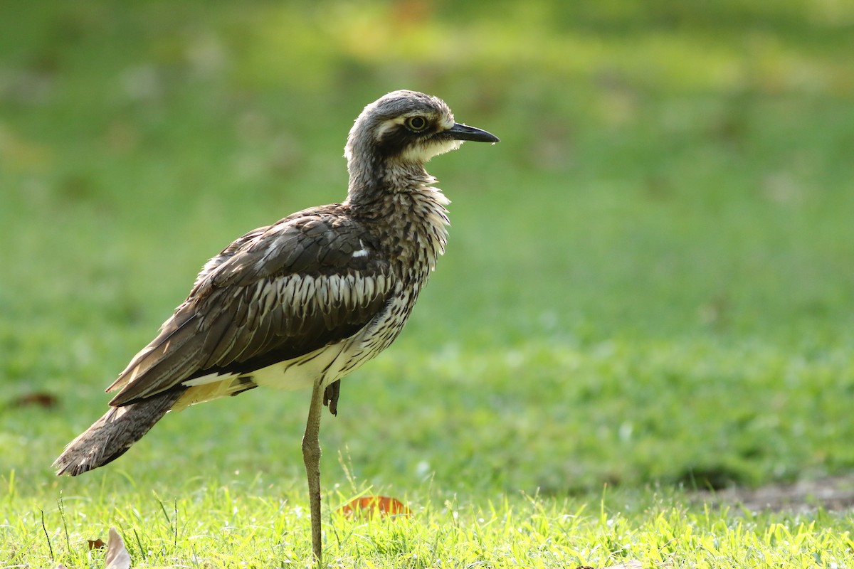 Bush Thick-knee - ML610686785