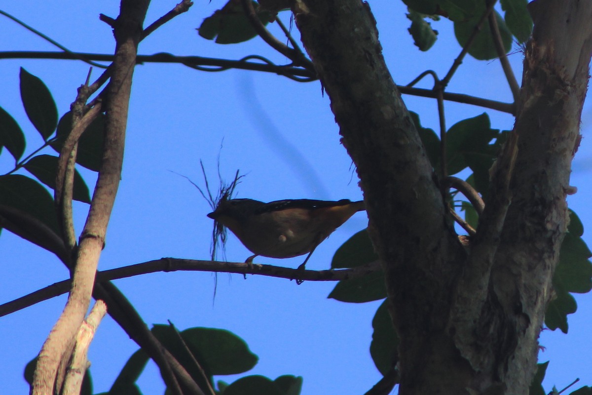 Spotted Pardalote - Steve  McIntosh