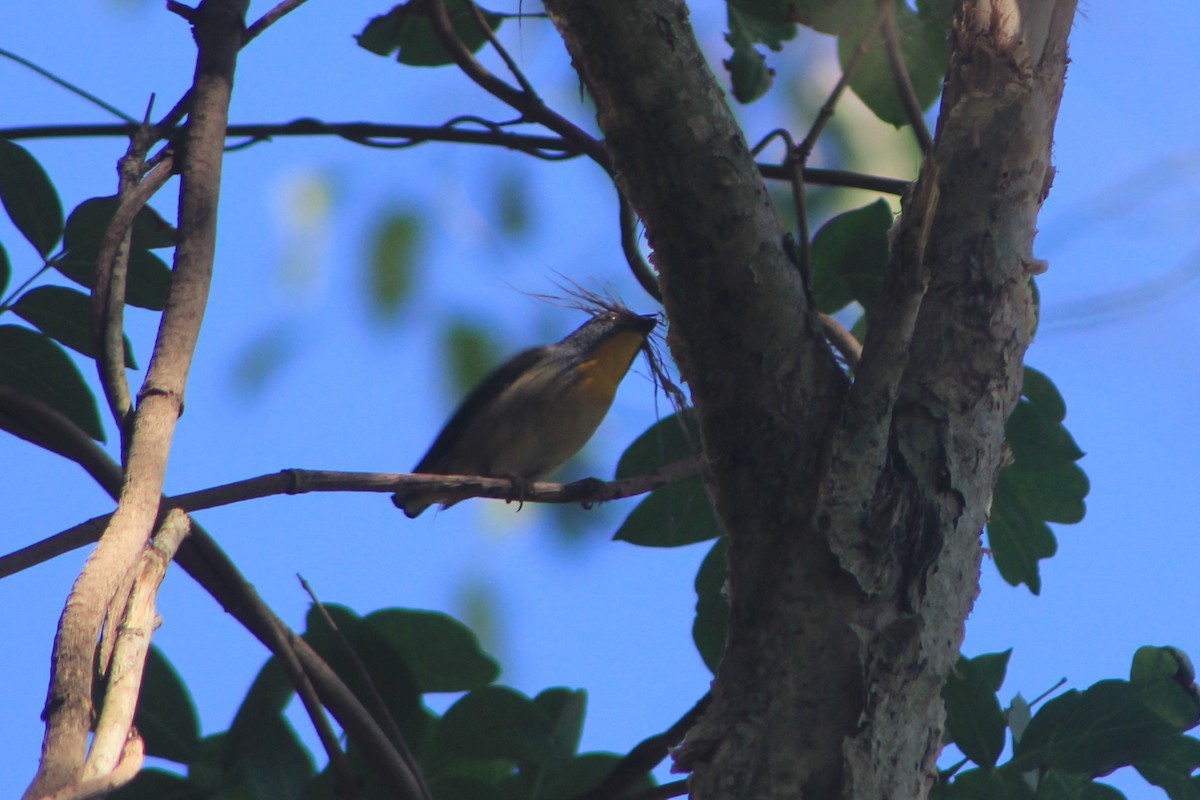 Spotted Pardalote - Steve  McIntosh