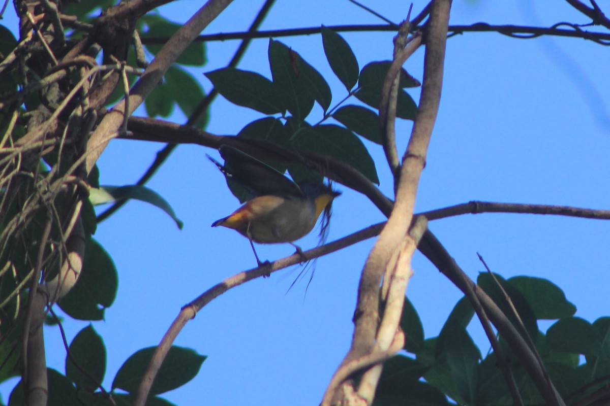 Fleckenpanthervogel - ML610686800