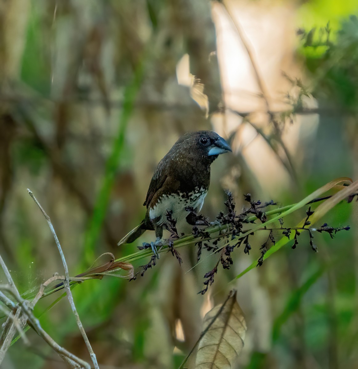 White-bellied Munia - Kevin Pearce