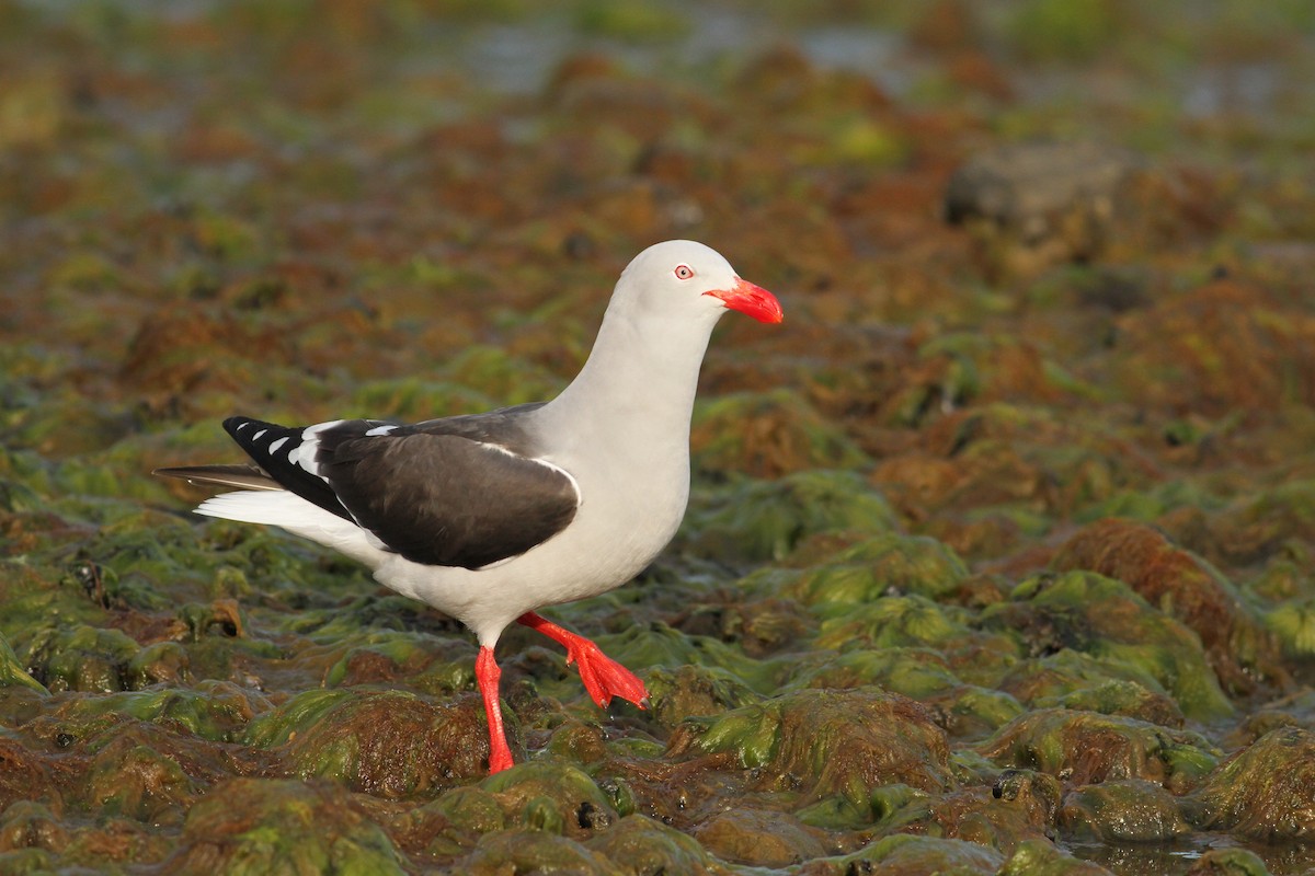 Dolphin Gull - ML61068681