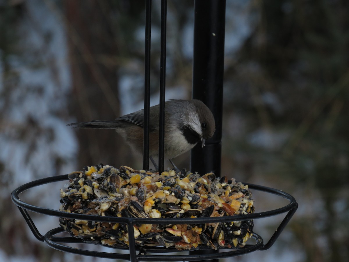 Boreal Chickadee - ML610686822