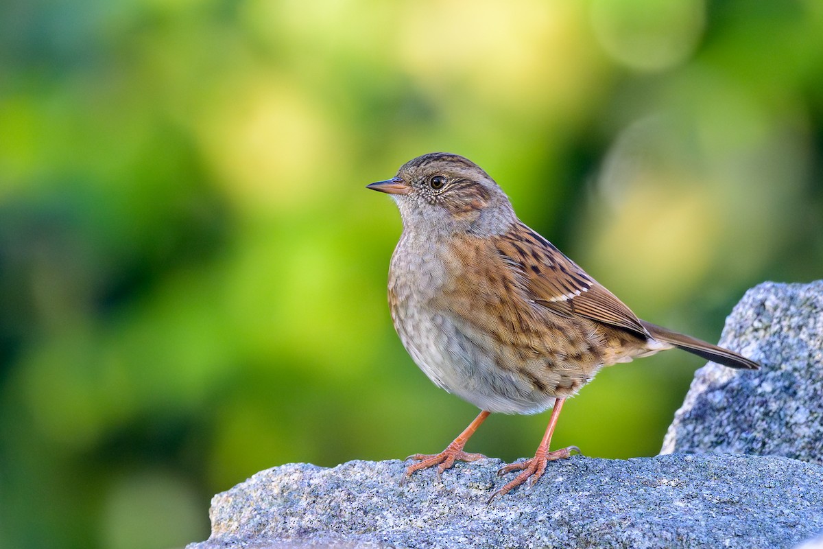 Dunnock - ML610686894