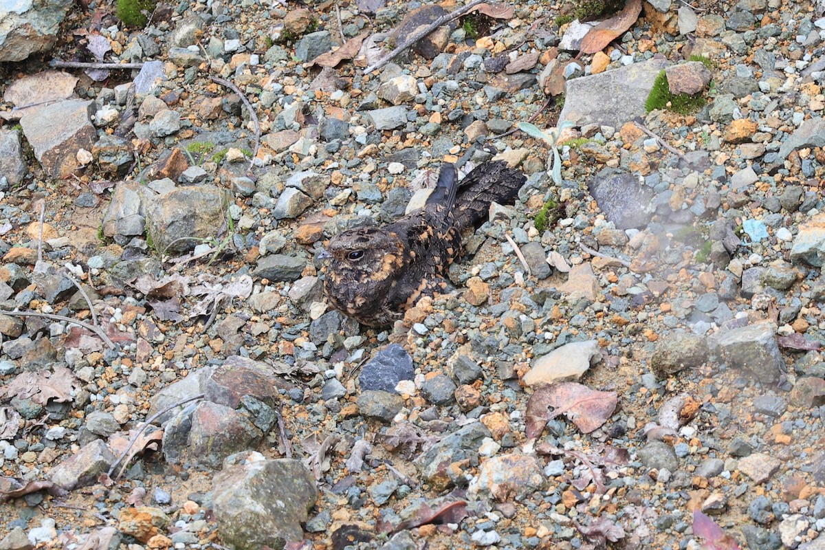 Montane Nightjar (Abyssinian) - ML610686905