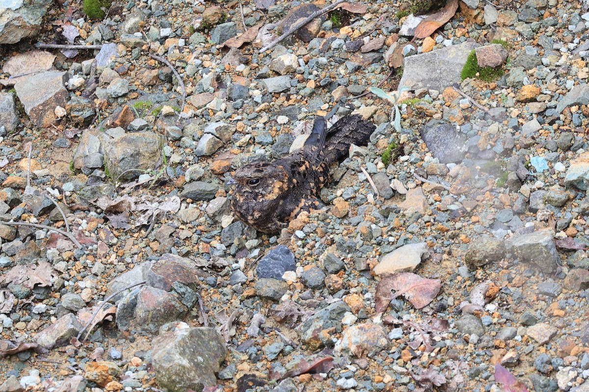 Montane Nightjar (Abyssinian) - ML610686905