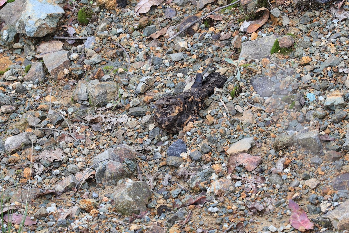 Montane Nightjar (Abyssinian) - ML610686906