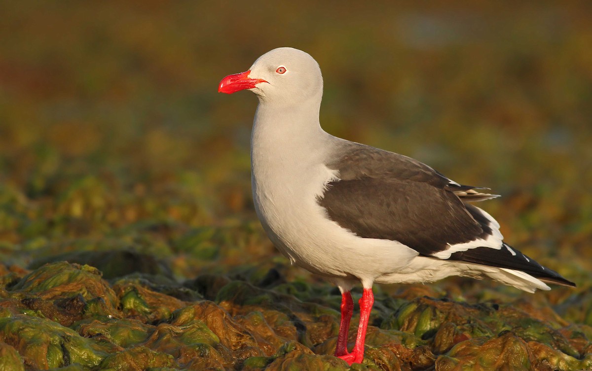 Dolphin Gull - ML61068691