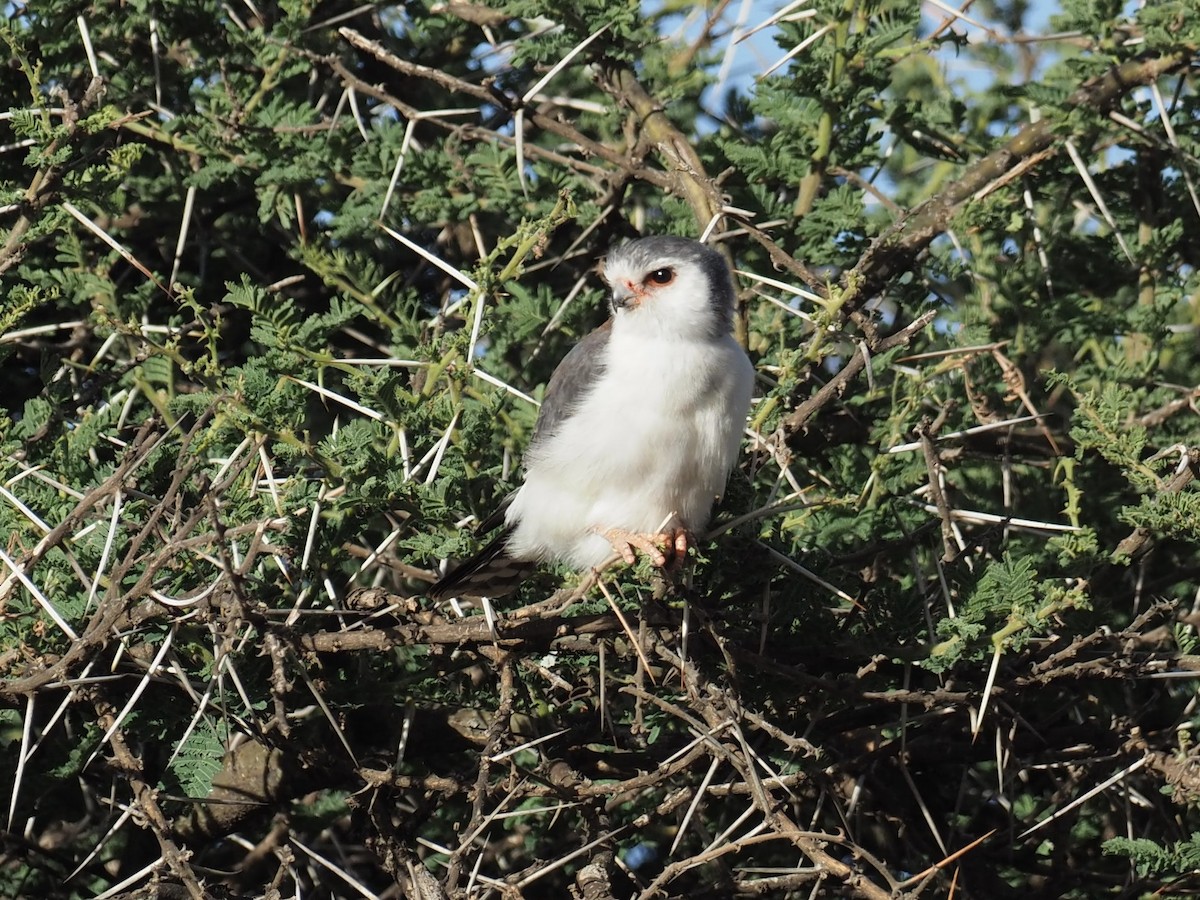 Pygmy Falcon - Yve Morrell