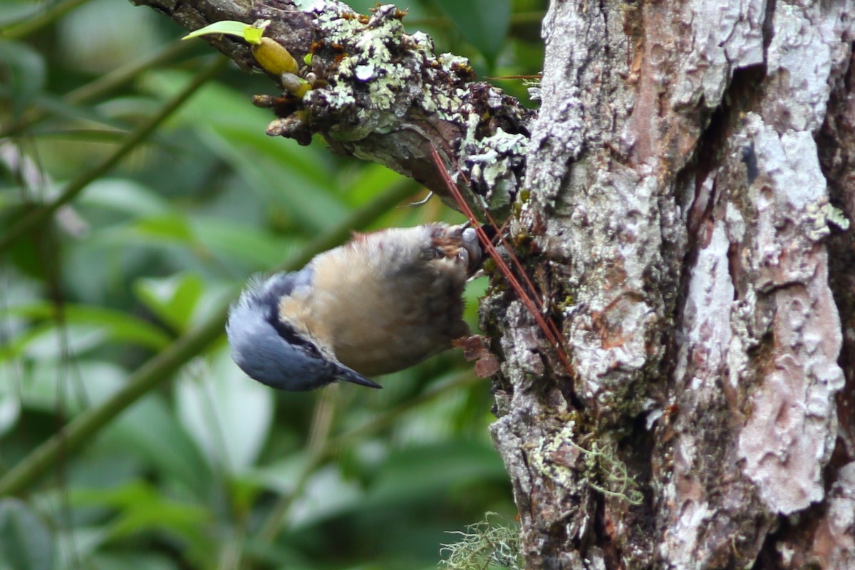 Chestnut-vented Nuthatch - ML610686937