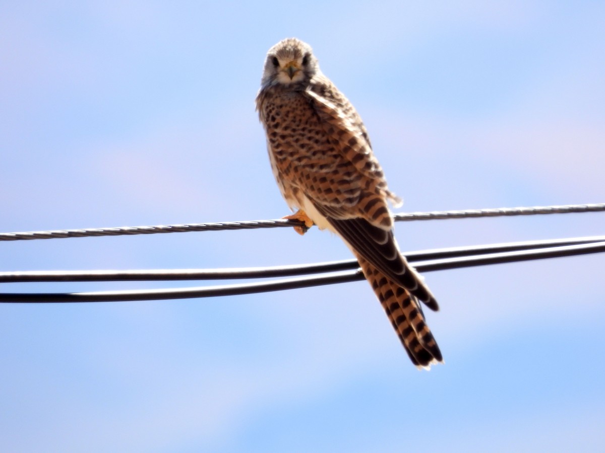 Eurasian Kestrel - ML610686954