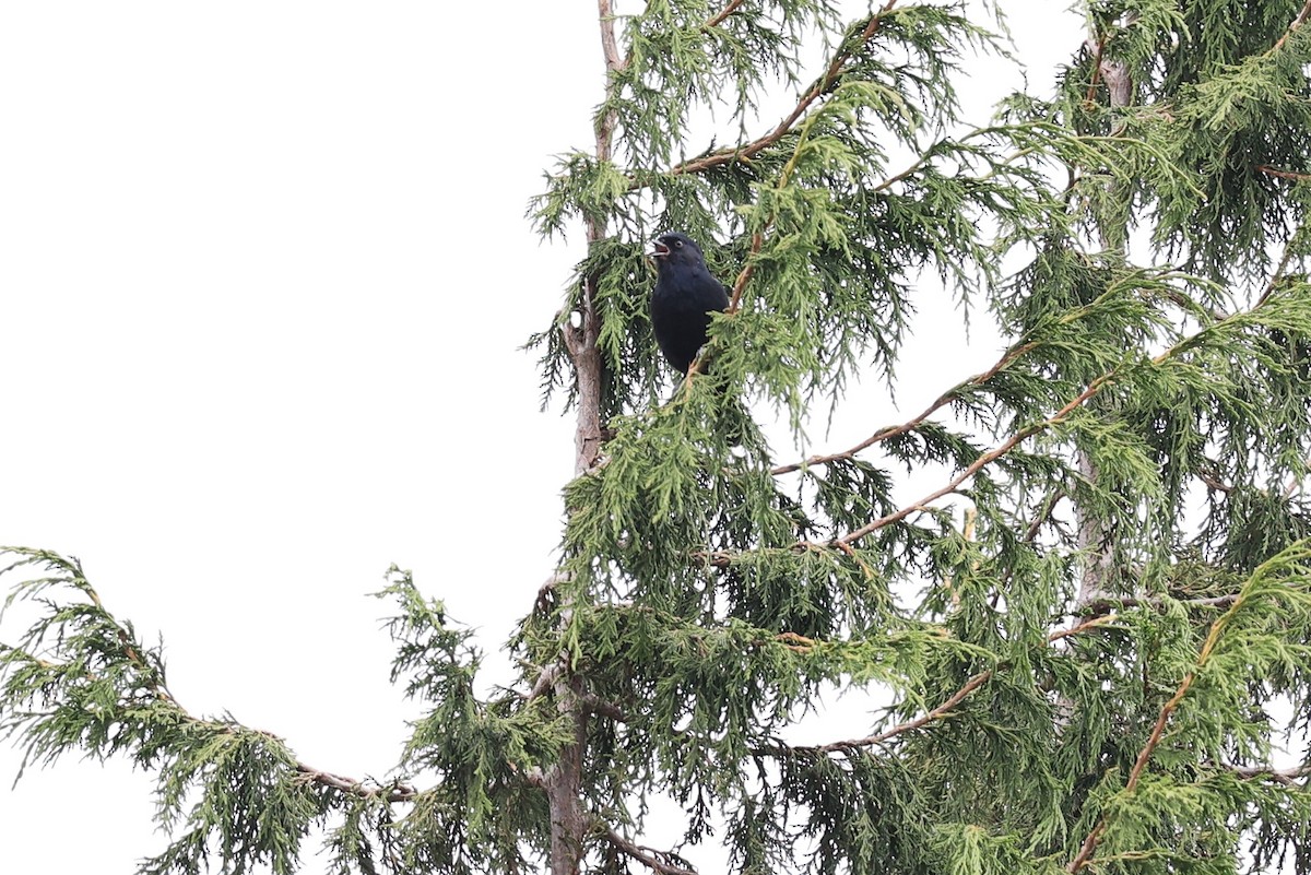 White-backed Black-Tit - Jian-Long(建龍) WU(吳)