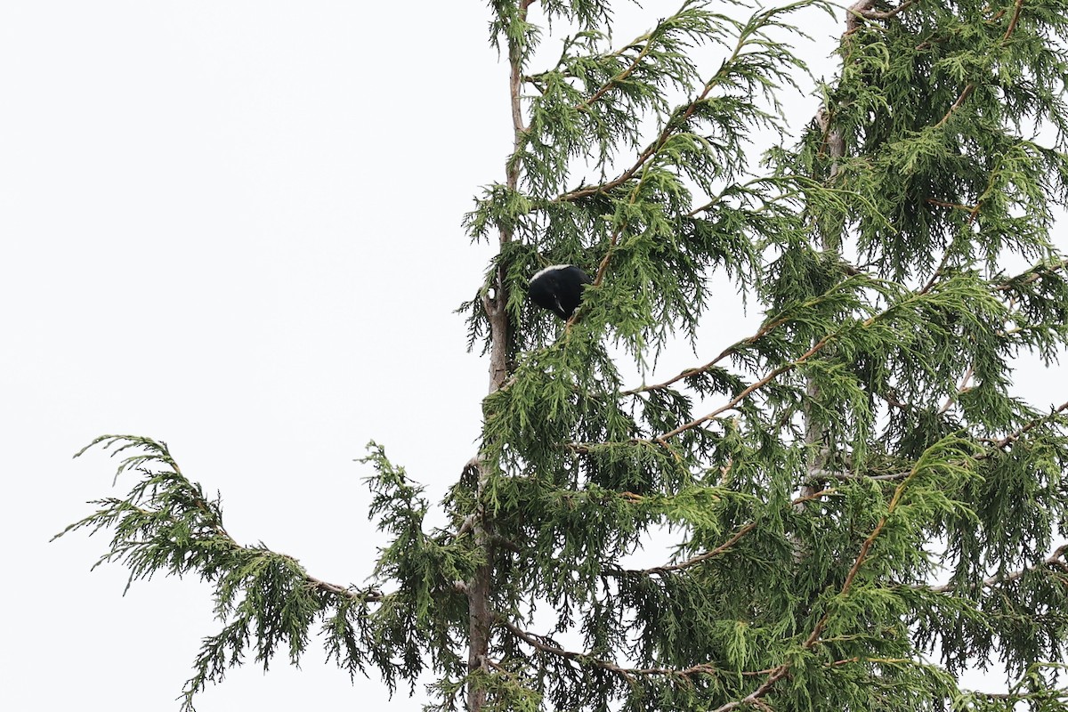 White-backed Black-Tit - ML610686963