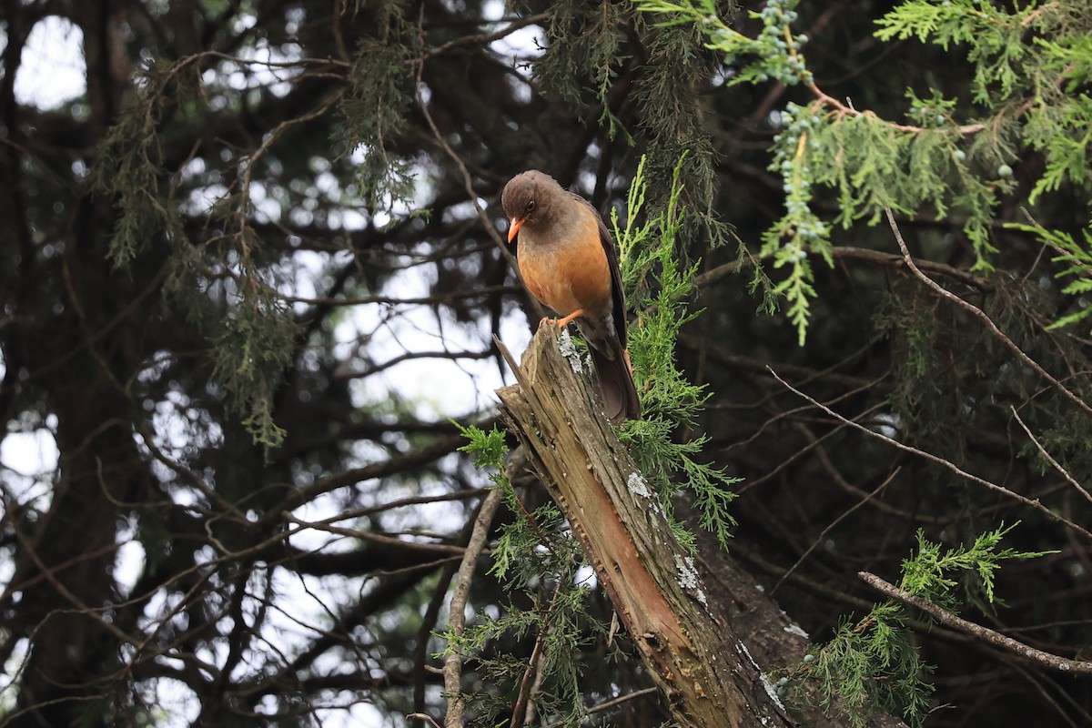 Abyssinian Thrush (Abyssinian) - Jian-Long(建龍) WU(吳)