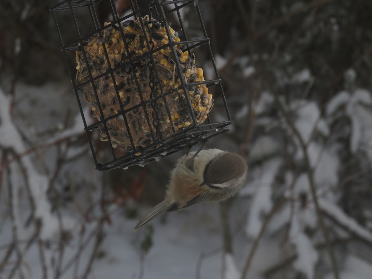 Boreal Chickadee - ML610686970