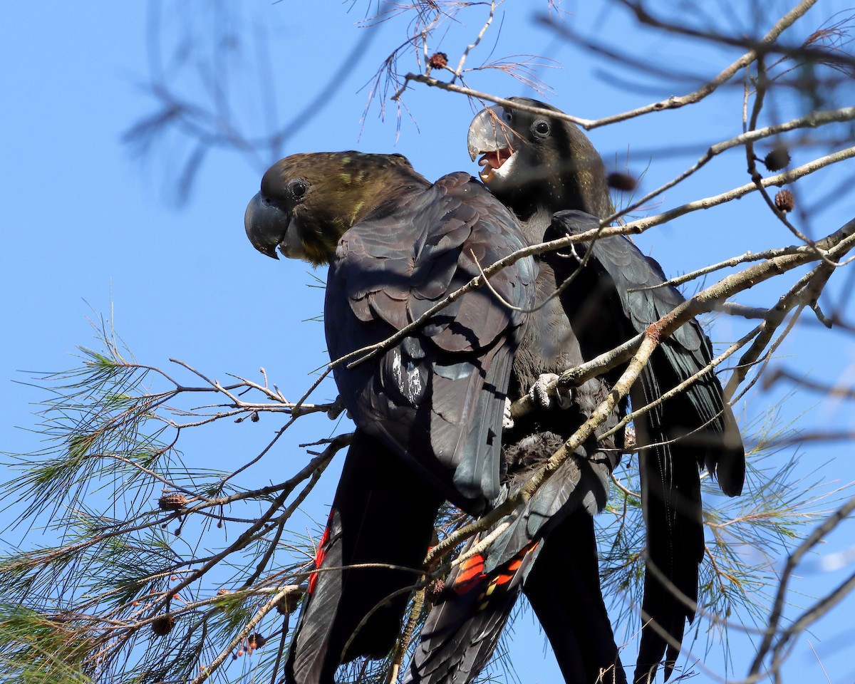 Glossy Black-Cockatoo - ML610686994