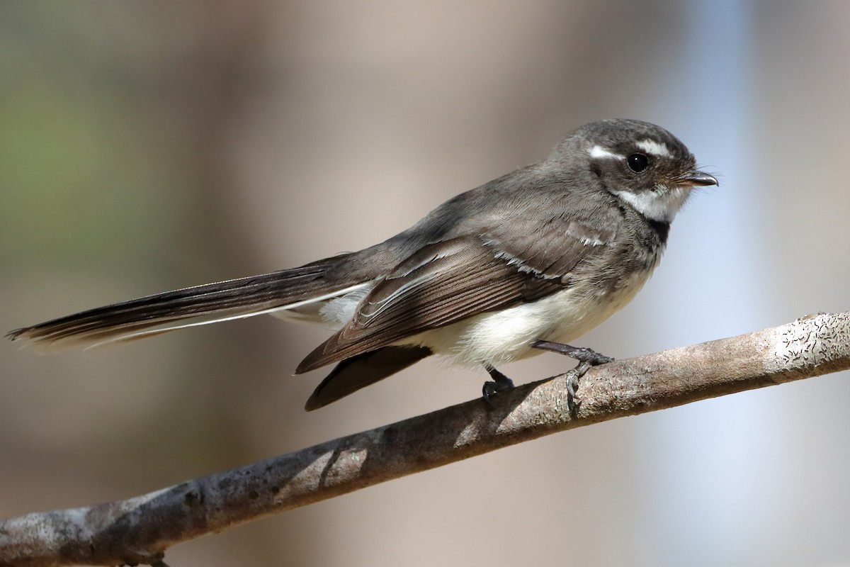 Gray Fantail - ML610686999