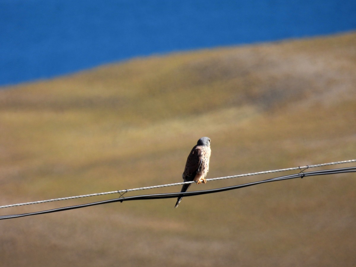 Eurasian Kestrel - ML610687017