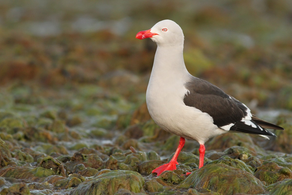 Dolphin Gull - ML61068711