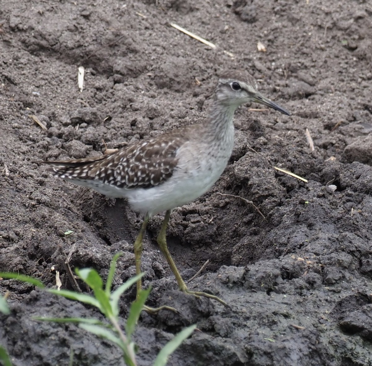 Wood Sandpiper - ML610687115