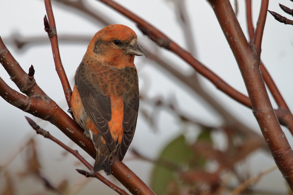 Red Crossbill - kanta m