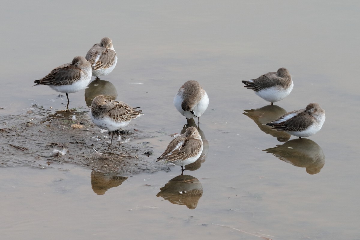 Dunlin - ML610687133