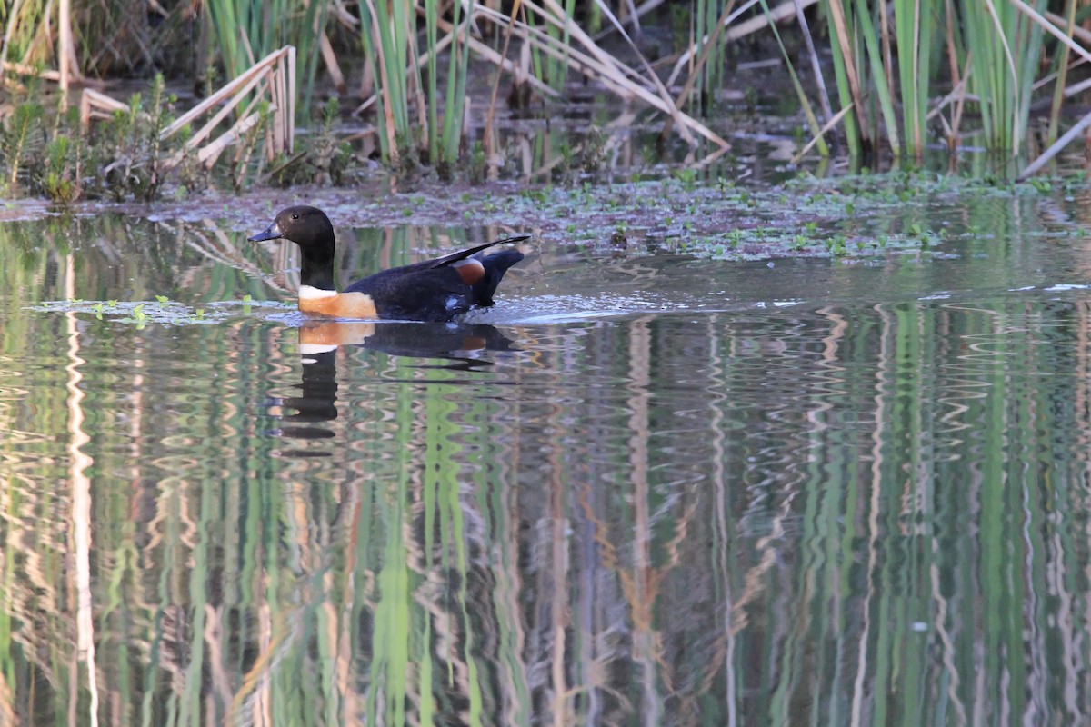 Australian Shelduck - ML610687148