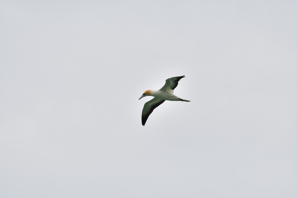 Australasian Gannet - Charlie Sanderson