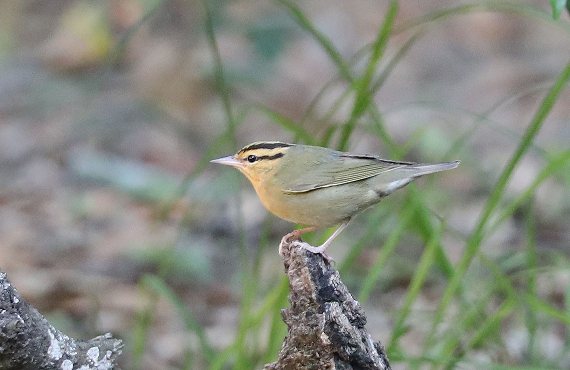 フタスジアメリカムシクイ - ML610687205