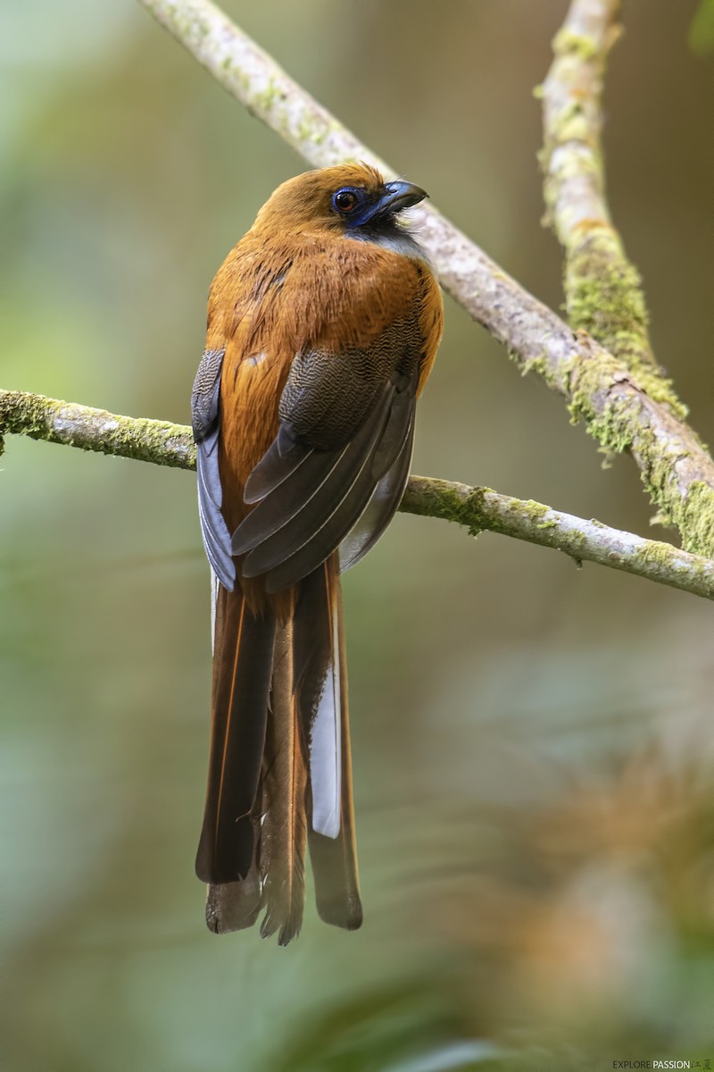 Whitehead's Trogon - ML610687209