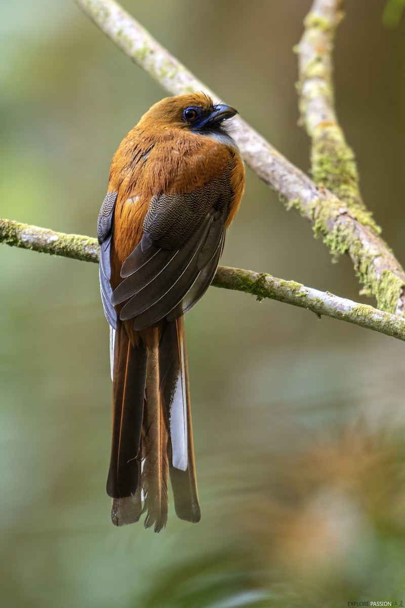 Whitehead's Trogon - ML610687211