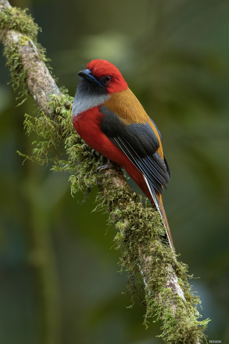 Whitehead's Trogon - ML610687212