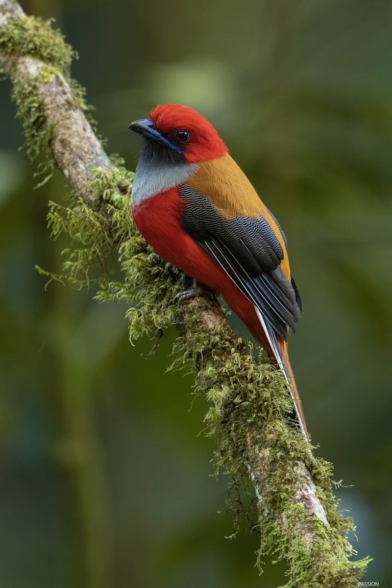 Whitehead's Trogon - ML610687213