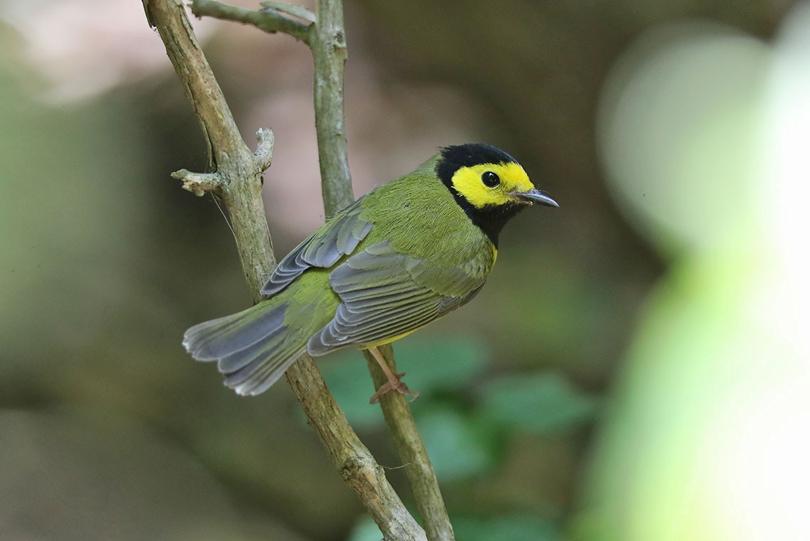 Hooded Warbler - Edward  Rickson