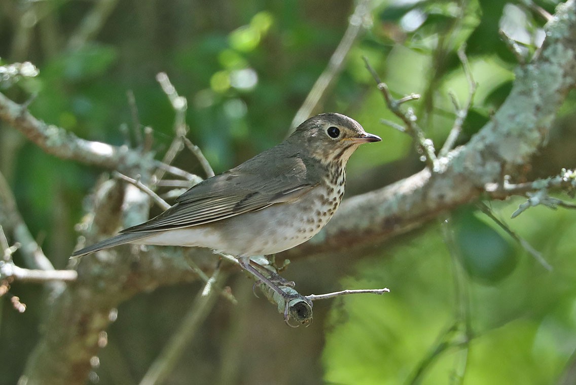 オリーブチャツグミ - ML610687216