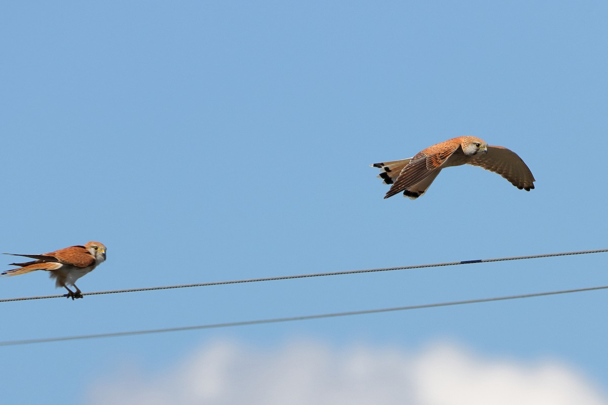 Nankeen Kestrel - ML610687223