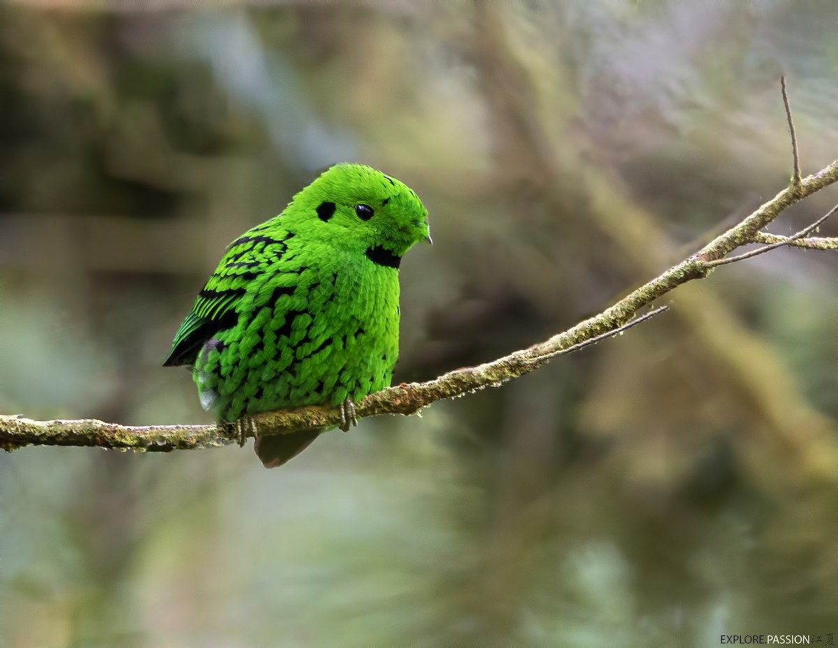 Whitehead's Broadbill - Wai Loon Wong