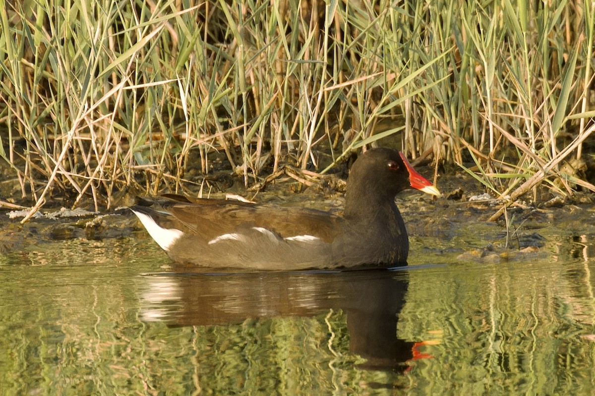 Gallinule poule-d'eau - ML610687240