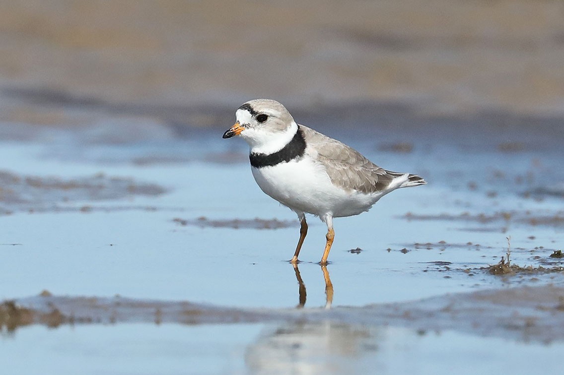 Piping Plover - Edward  Rickson