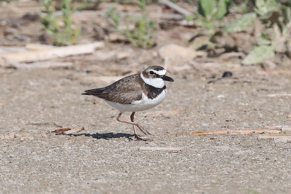 Wilson's Plover - Edward  Rickson