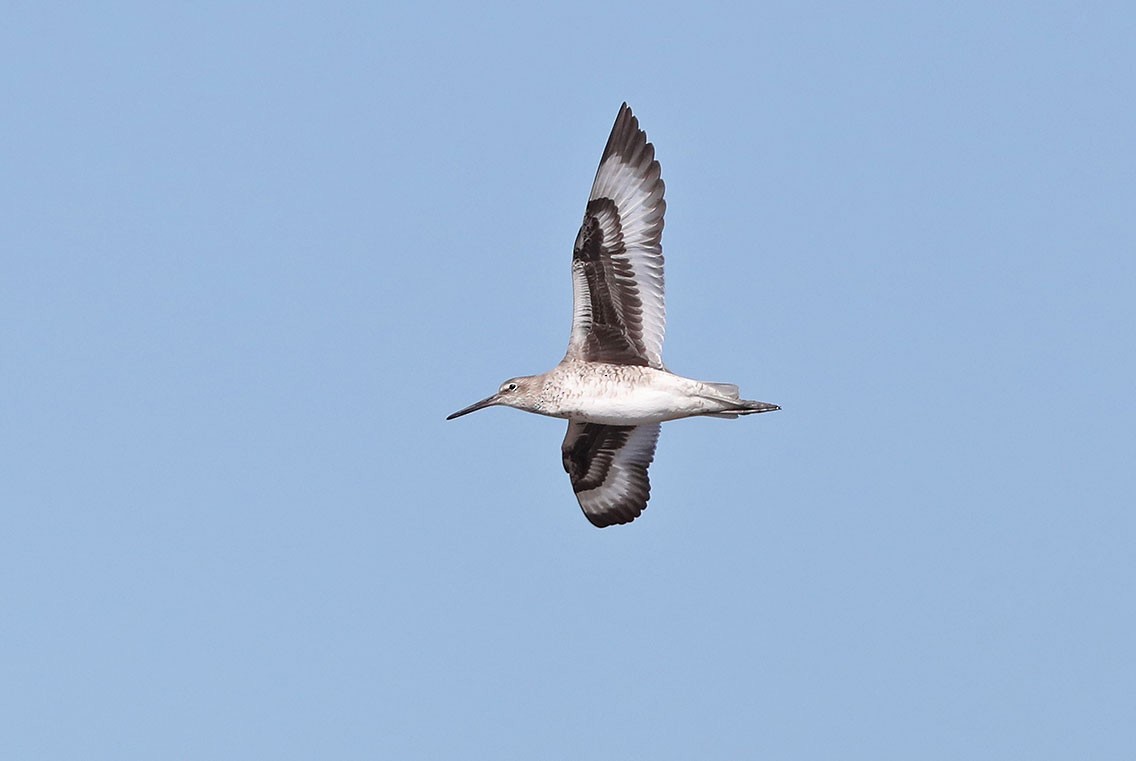 Willet - ML610687278