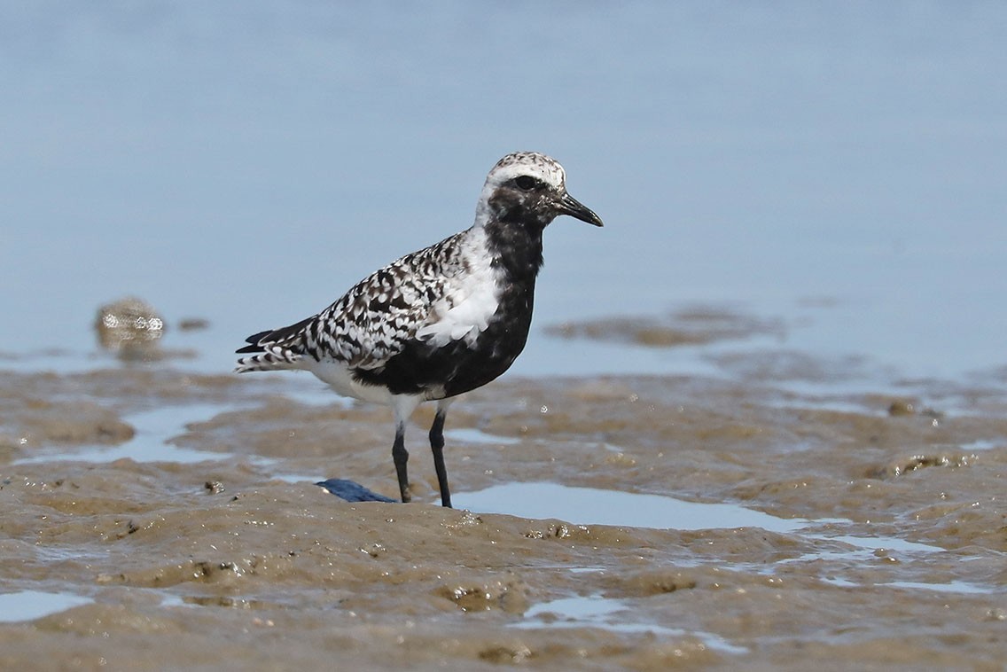 Black-bellied Plover - Edward  Rickson