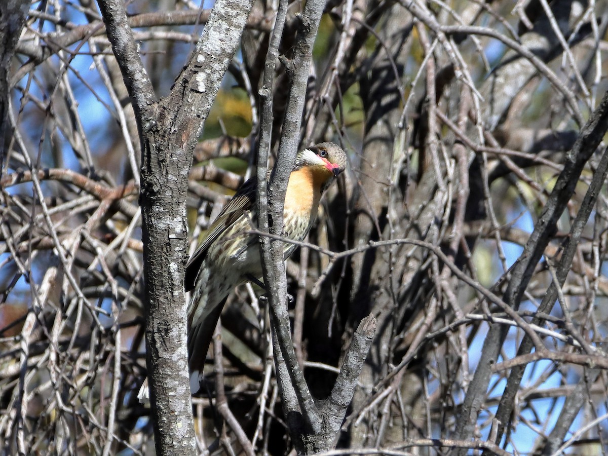 Spiny-cheeked Honeyeater - ML610687303