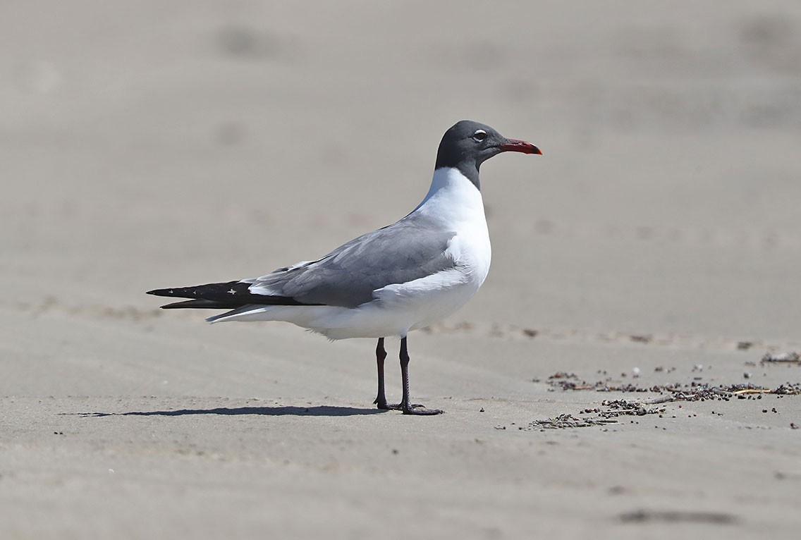 Laughing Gull - Edward  Rickson